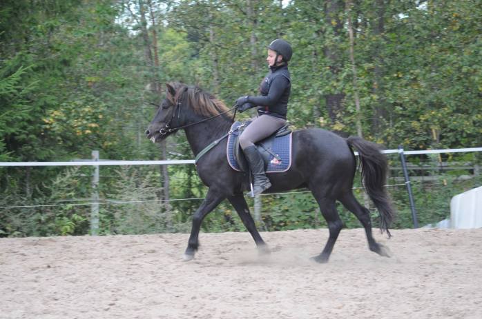 draumhestar_issikka_valmennus