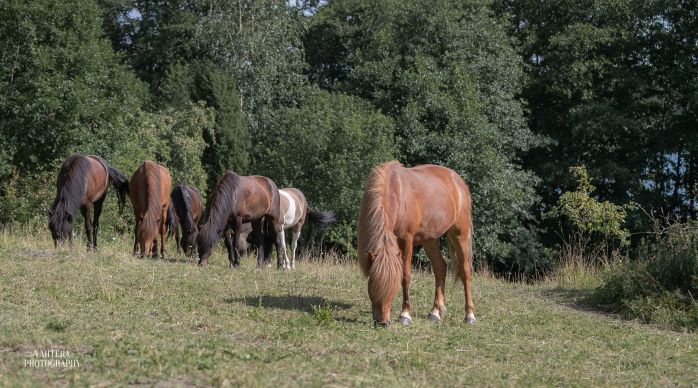 vahtera laidun jarpur parainen wilhelmsberg islanninhevonen