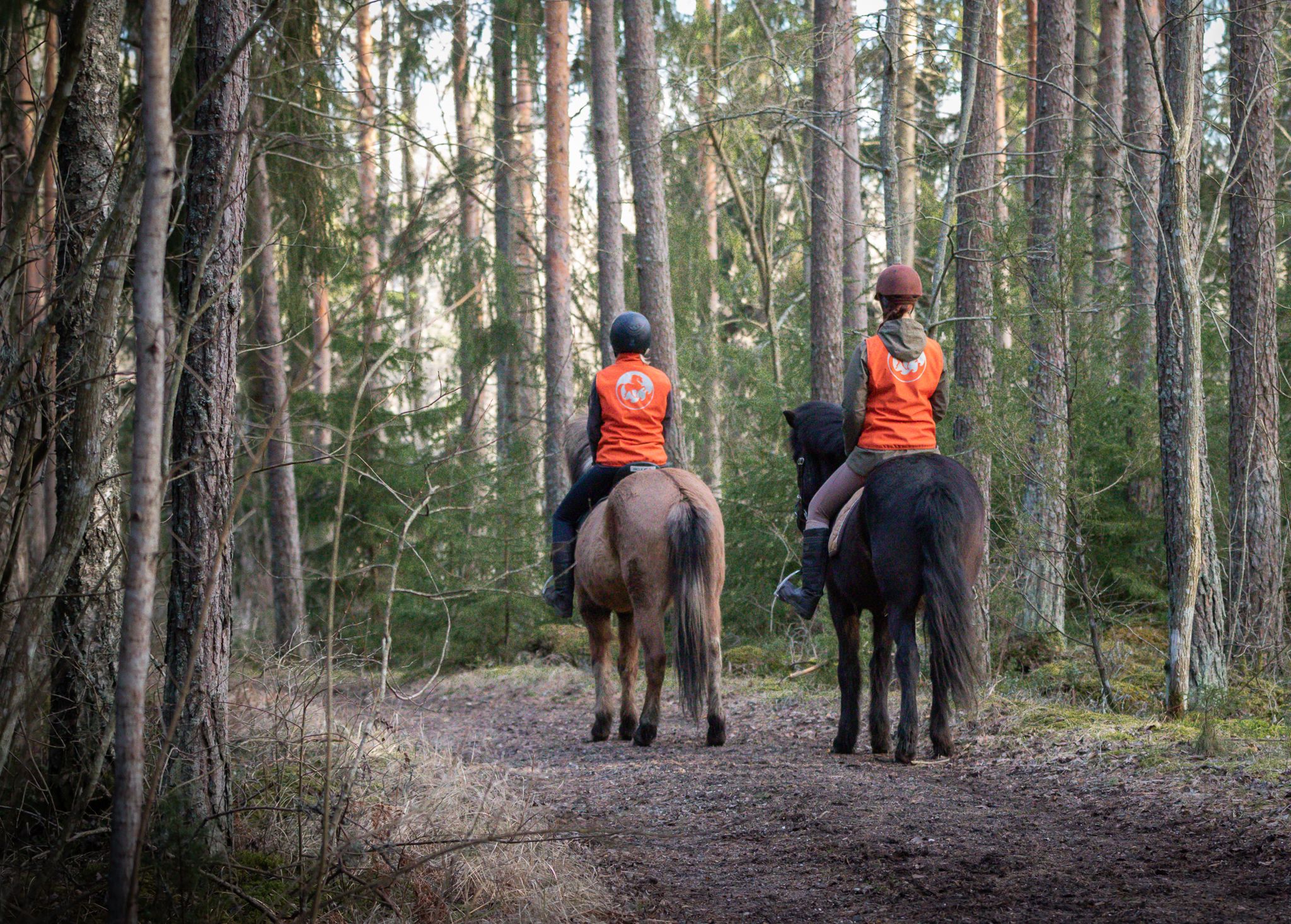 vahtera muni niina karo jomar parainen wilhelmsberg islanninhevonen