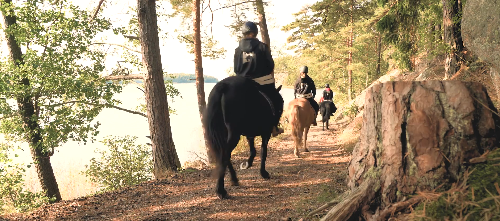 janne stenroos wilhelmsberg paraisten islanninhevoset 1