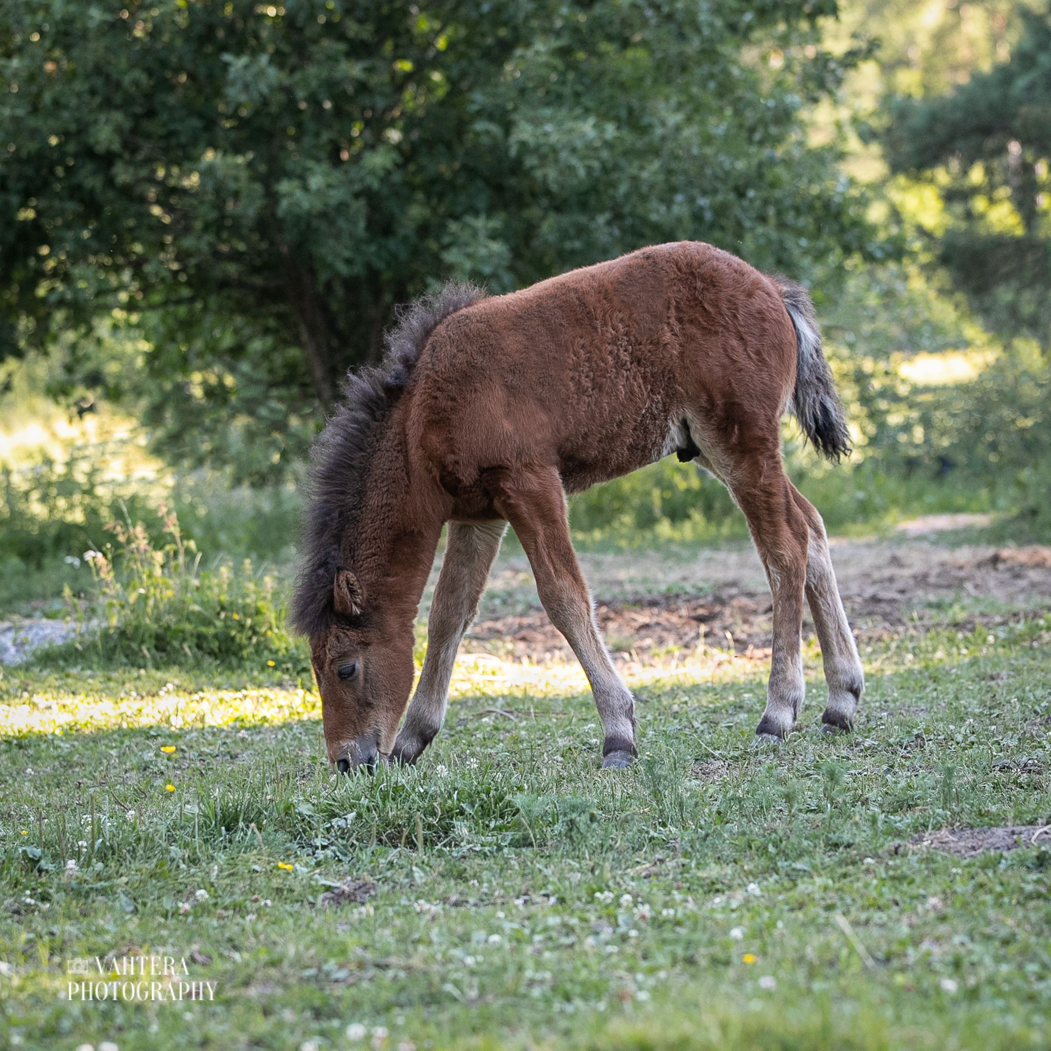 glaumur essi vahtera